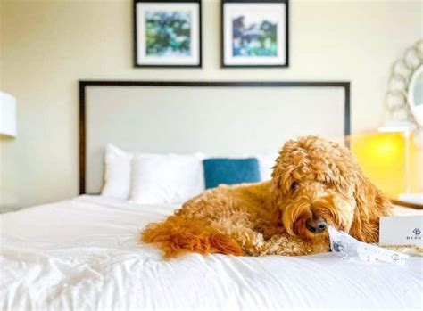 dog friendly hotels savannah